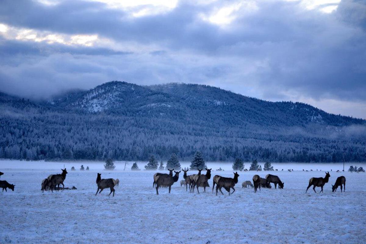 A Herd of Elk out on the Blackfoot-Clearwater Winter Range